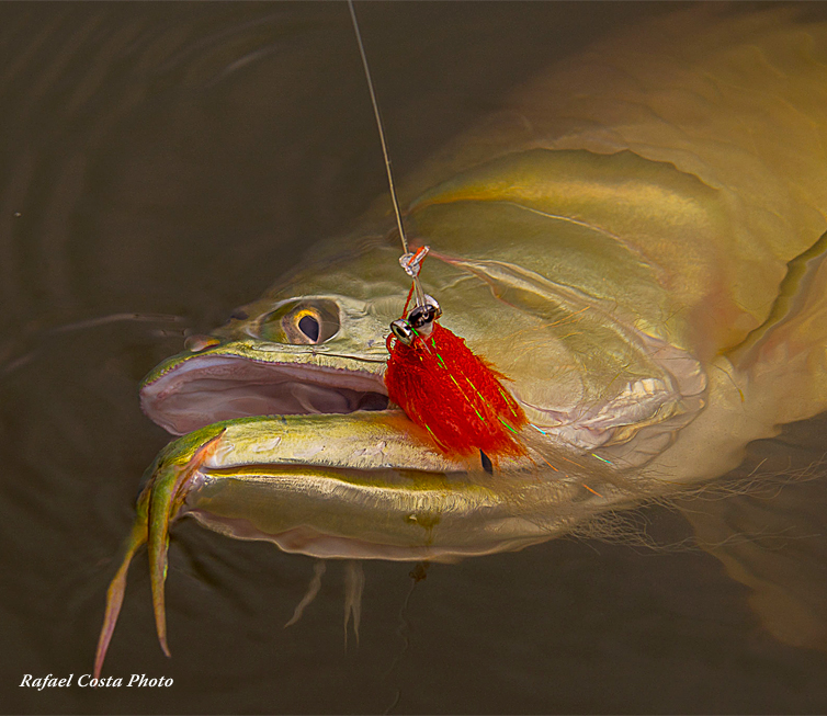 The Fly Shop Images