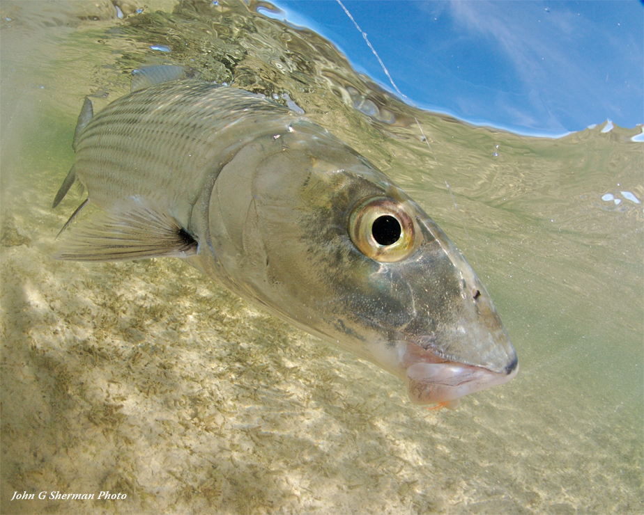 The Fly Shop Travel Image