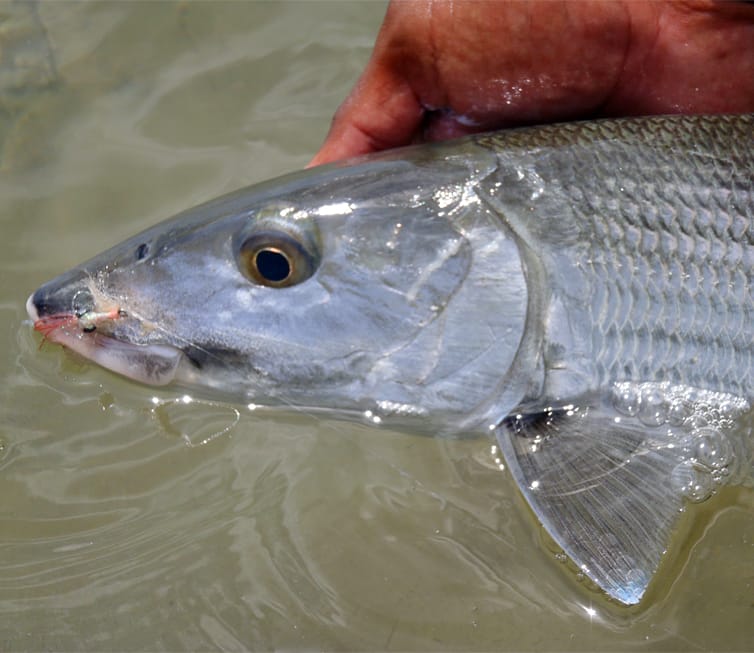 Fly Fishing Bahamas Bahamas Fly Fishing Lodges